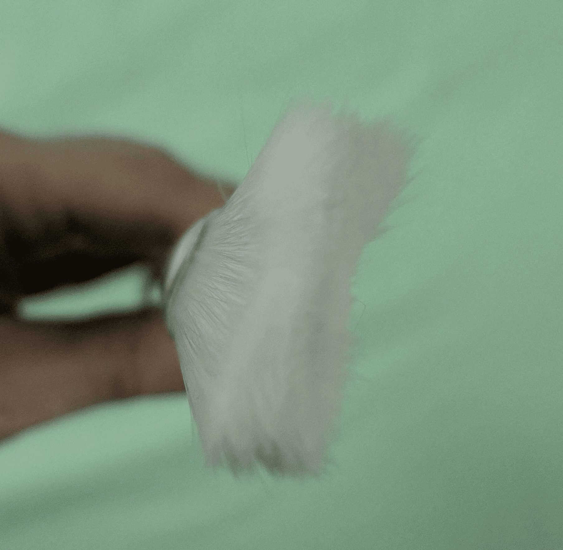 2thickfanbrushbyDranitsinfive UrArtStudio