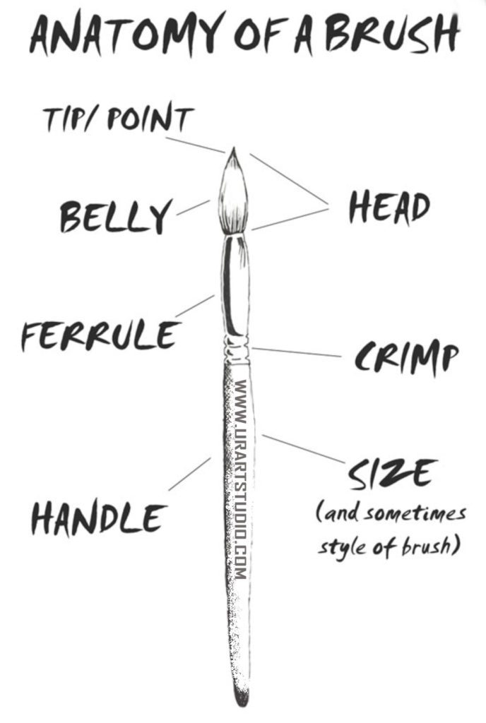 Paintbrush Anatomy UrArtStudio